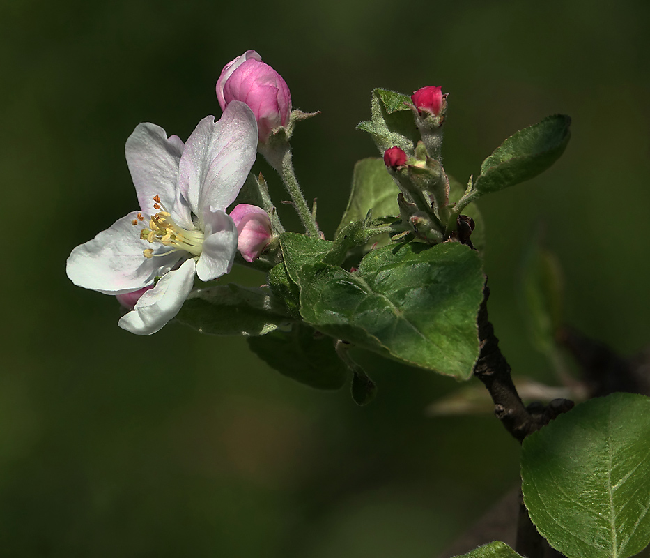 Изображение особи Malus domestica.