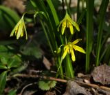 Gagea lutea. Цветки. Пермский край, г. Пермь, Свердловский р-н, кладбище \"Южное\", тополёвая роща. 16.08.2018.