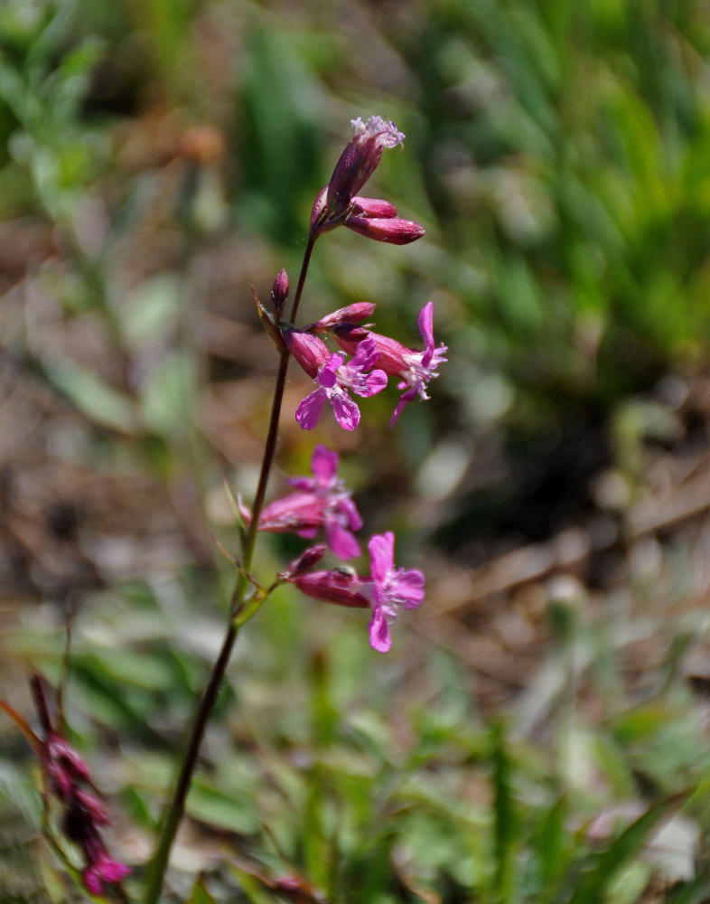 Изображение особи Viscaria vulgaris.