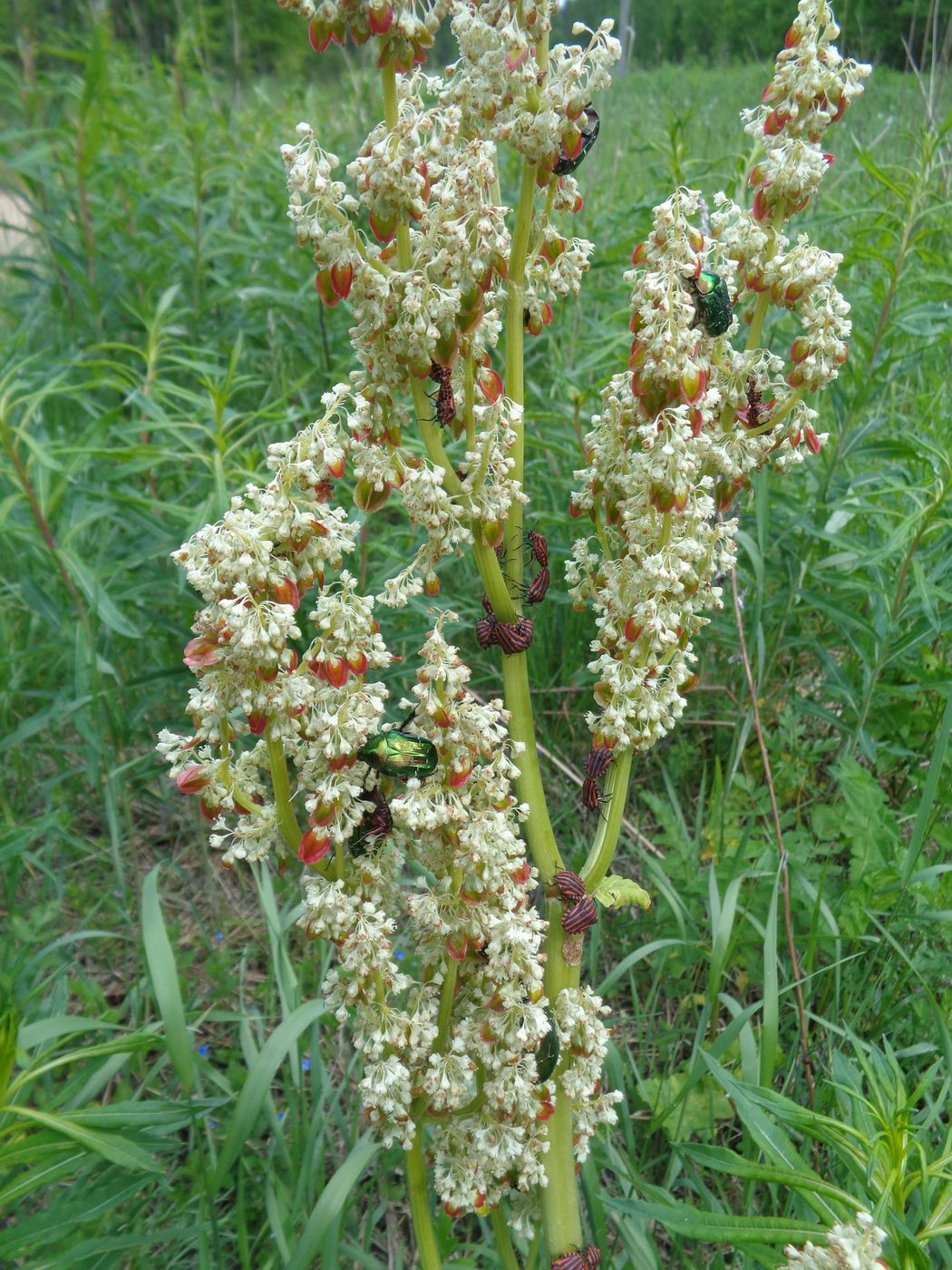 Изображение особи Rheum rhabarbarum.