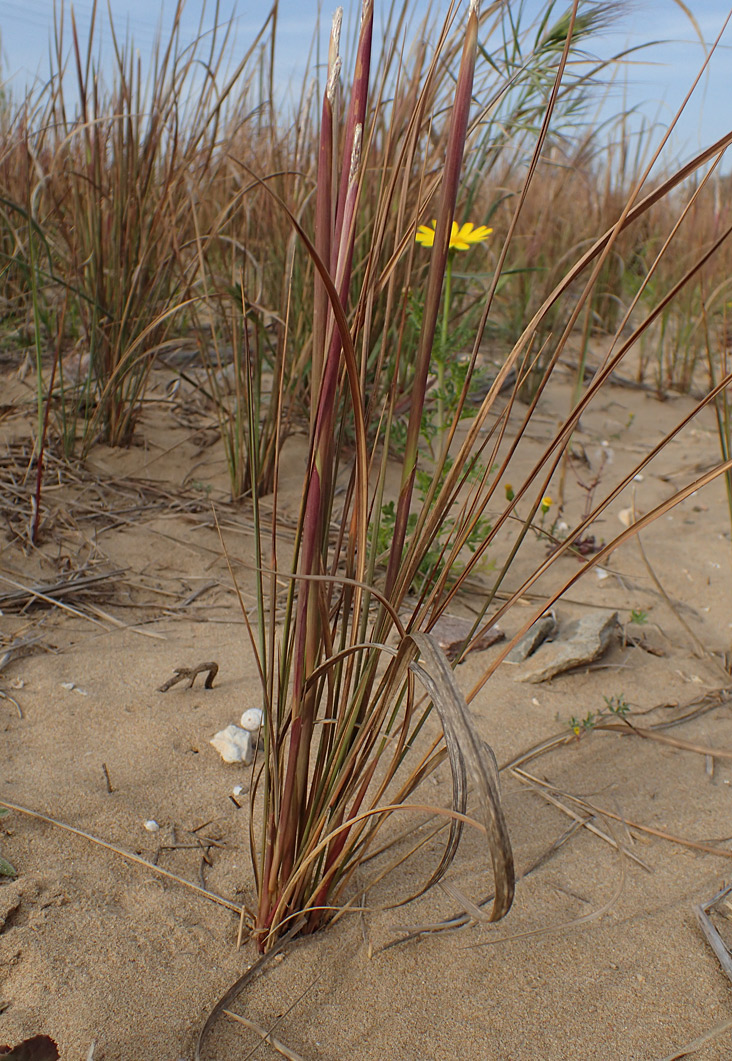 Image of Imperata cylindrica specimen.