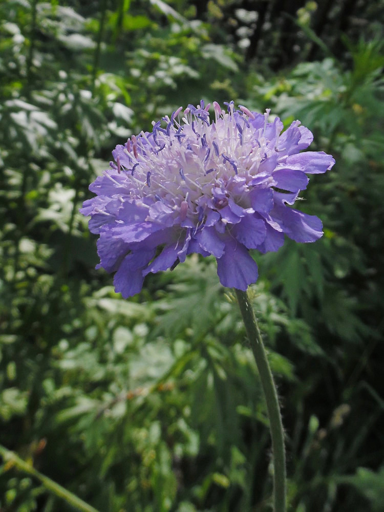 Image of Knautia arvensis specimen.