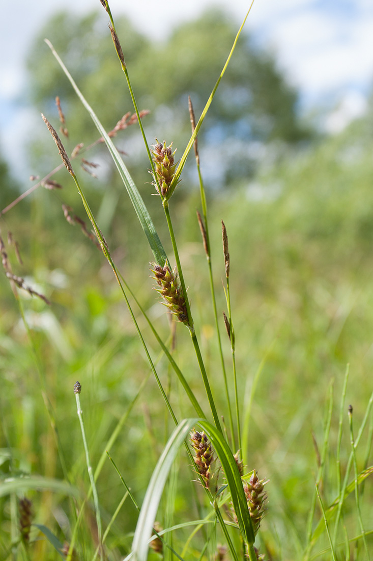 Image of Carex hirta specimen.