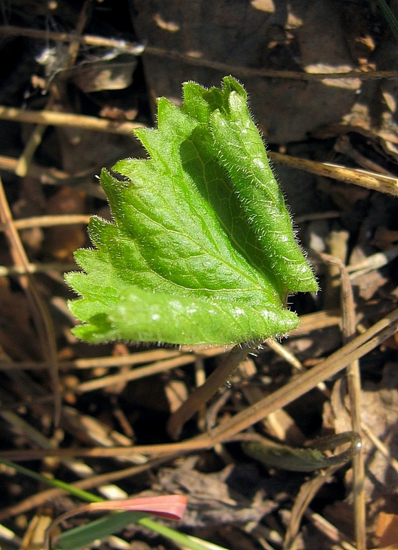 Image of Viola uniflora specimen.