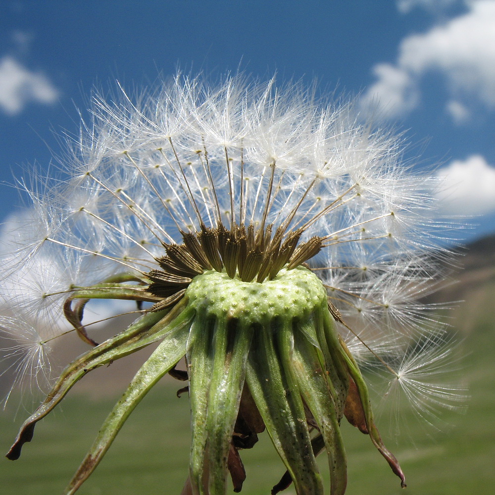 Изображение особи род Taraxacum.