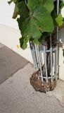 Vitis vinifera. Основание плодоносящего растения. Германия, г. Heidelberg, Rohrbach, у стены жилого дома. 21.06.2018.
