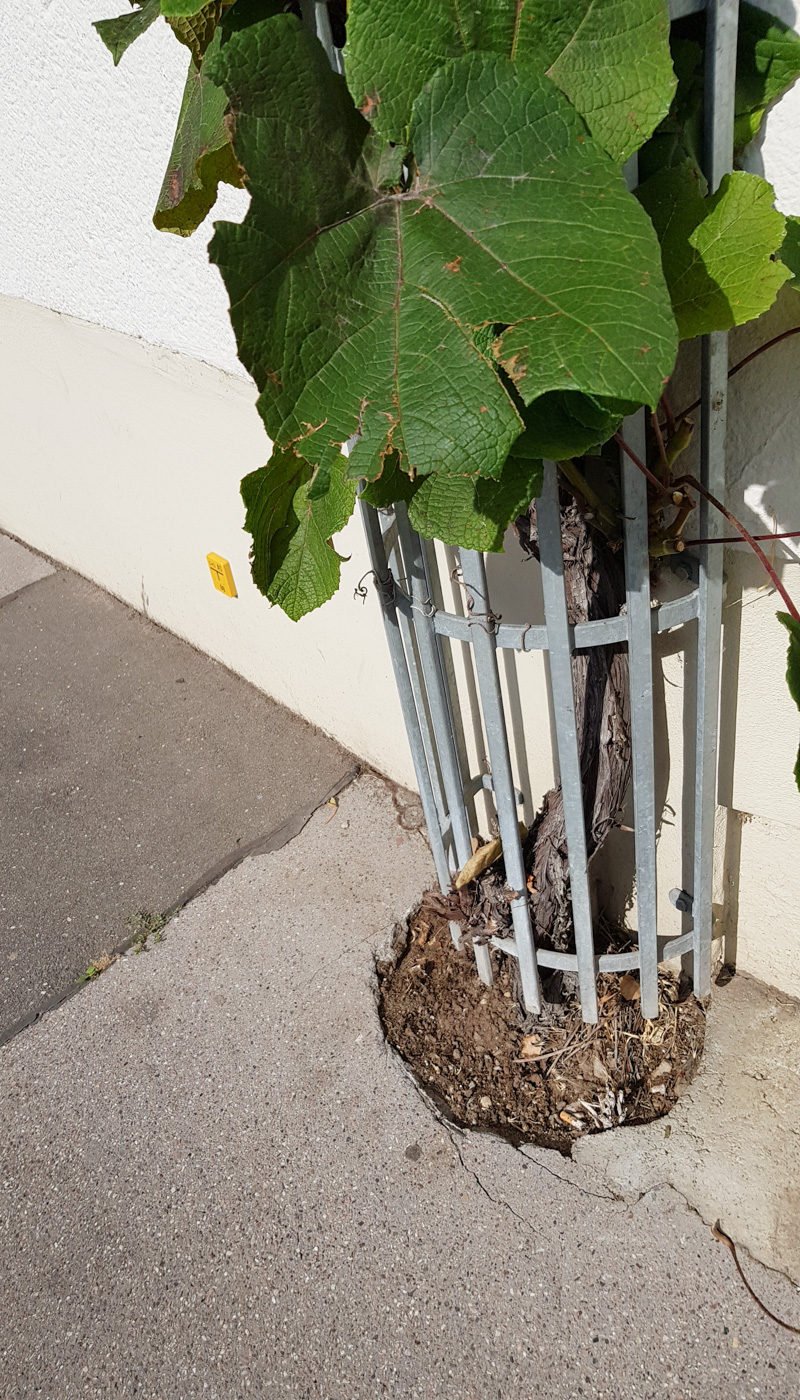 Image of Vitis vinifera specimen.
