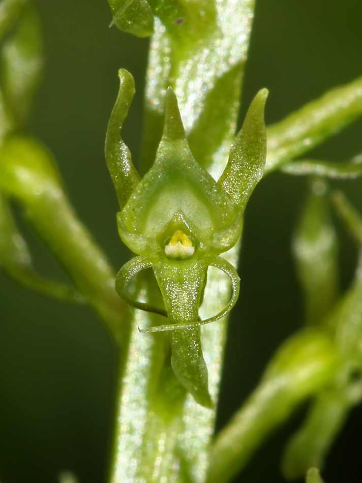 Image of Malaxis monophyllos specimen.