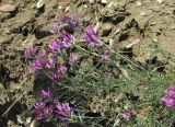 genus Astragalus. Побеги с соцветиями. Дагестан, окр. с. Талги, каменистый склон. 15.05.2018.