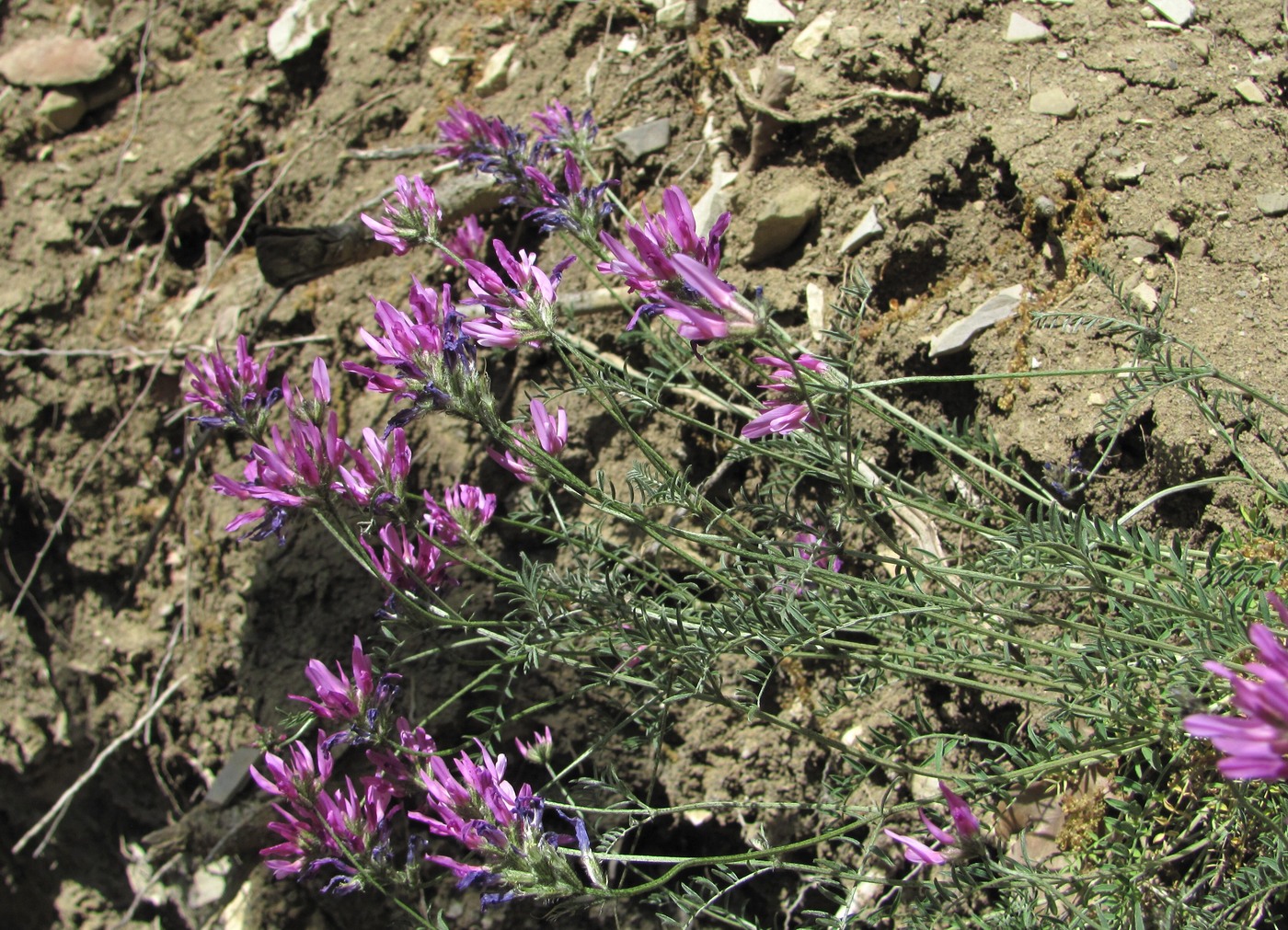 Image of genus Astragalus specimen.