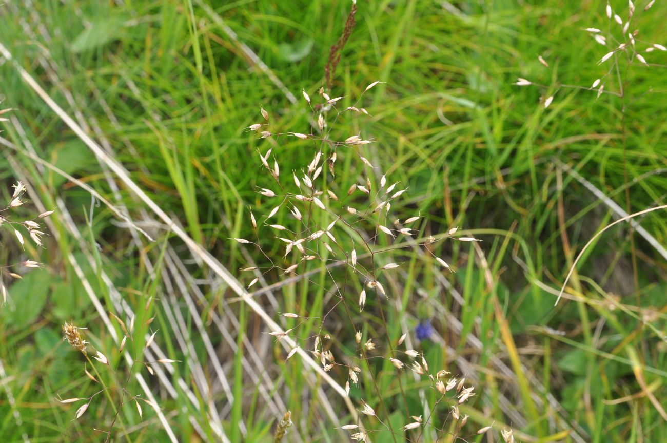 Image of Avenella flexuosa specimen.