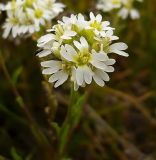 Image of taxon representative. Author is Сергей Апполонов