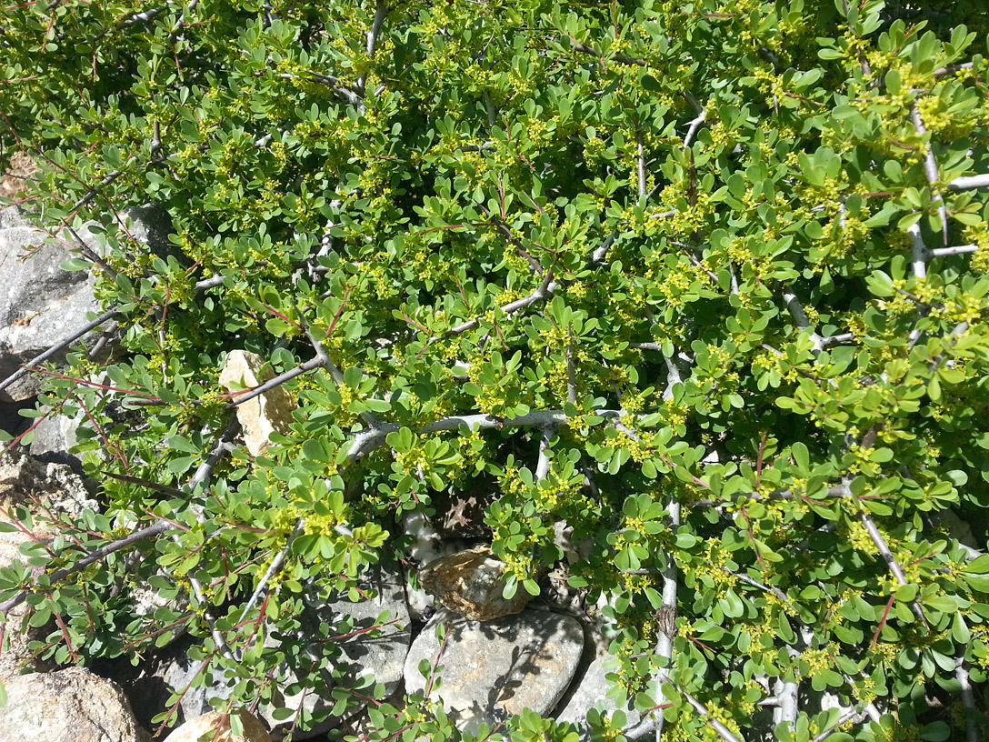 Image of Rhamnus lycioides ssp. oleoides specimen.