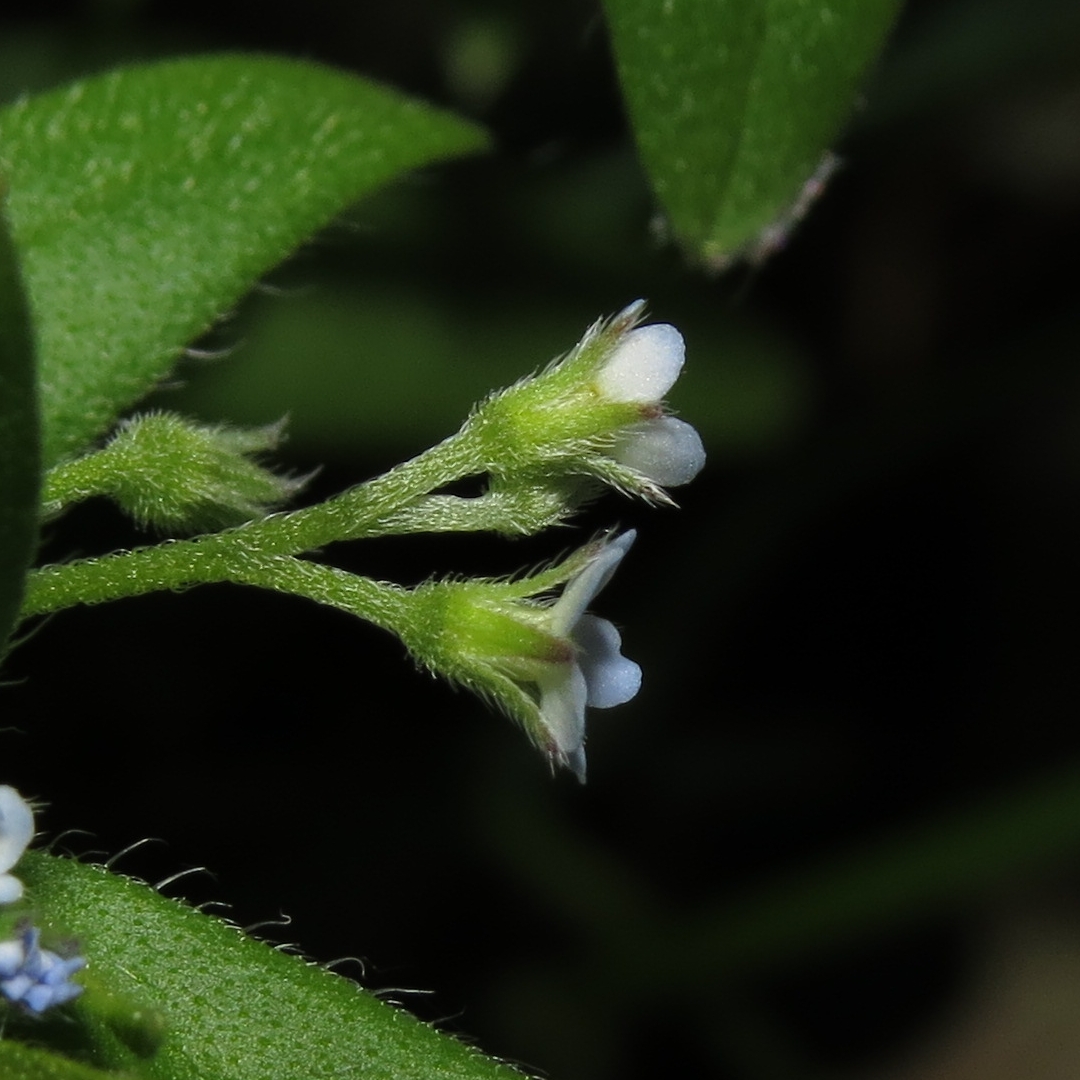 Image of Myosotis sparsiflora specimen.
