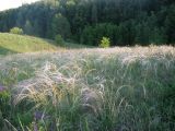 Stipa pennata