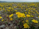 Potentilla fragiformis