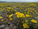 Potentilla fragiformis