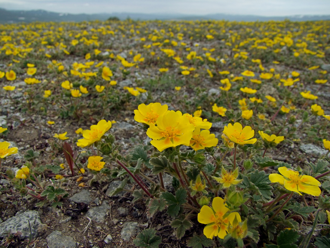 Изображение особи Potentilla fragiformis.