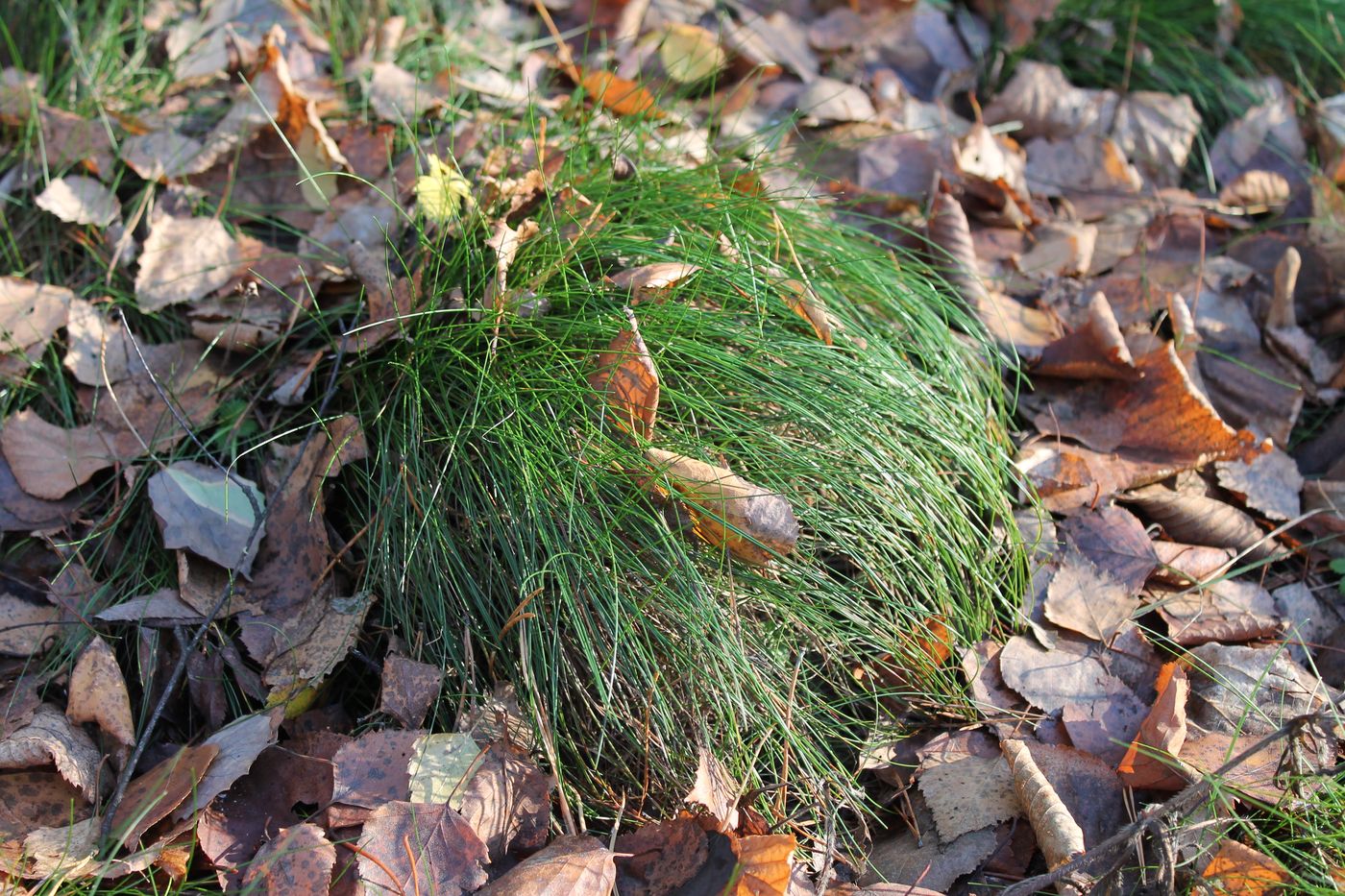 Изображение особи род Festuca.