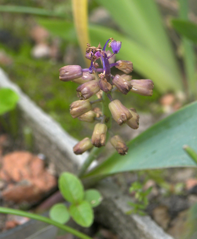 Изображение особи Muscari mirum.