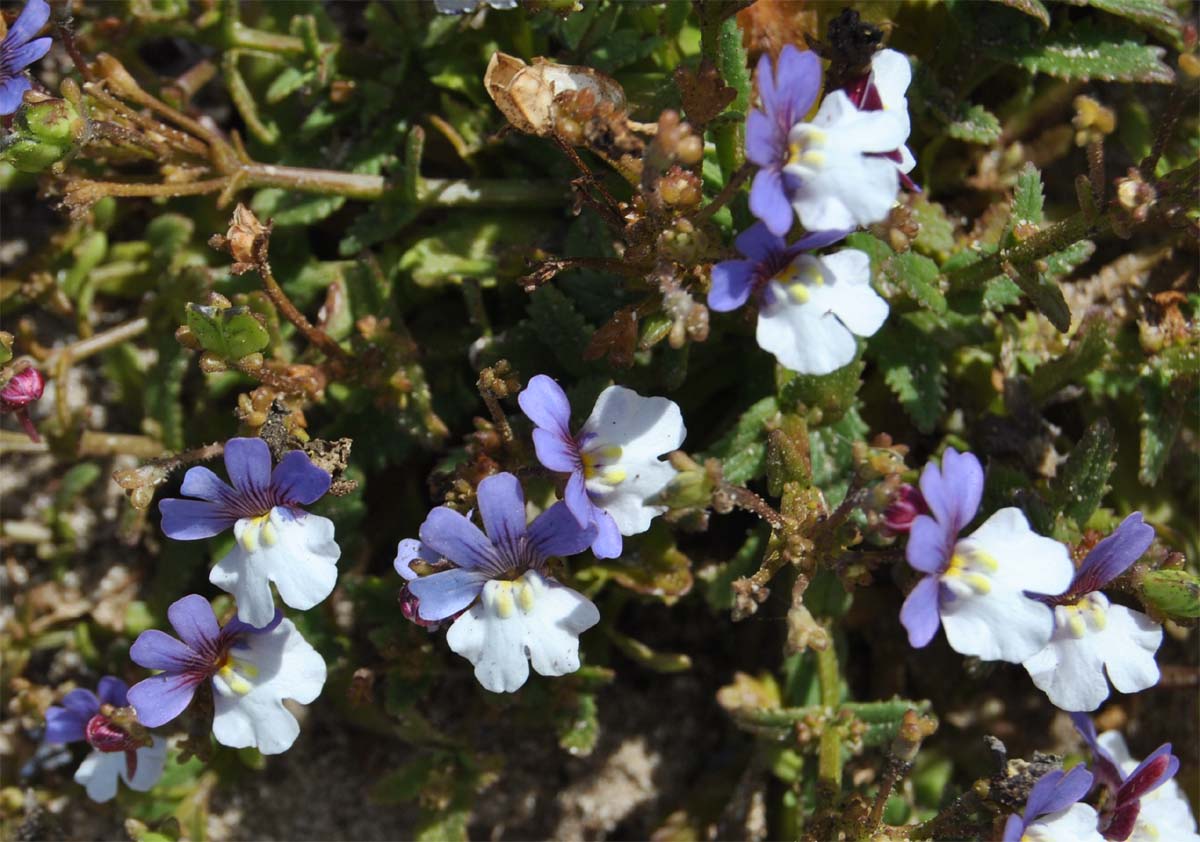 Изображение особи Nemesia affinis.