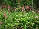 Pyrola incarnata