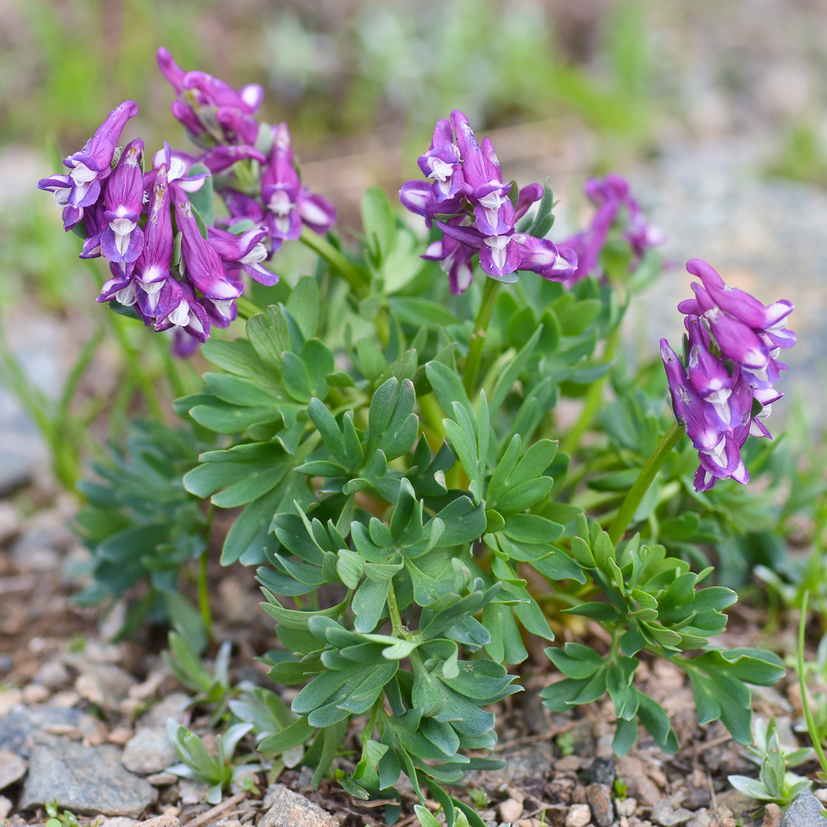 Image of Corydalis conorhiza specimen.