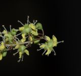 Lawsonia inermis