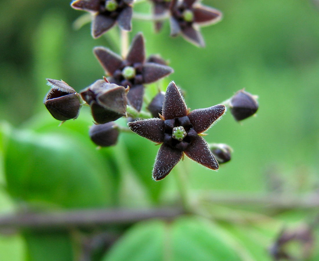 Изображение особи Vincetoxicum scandens.