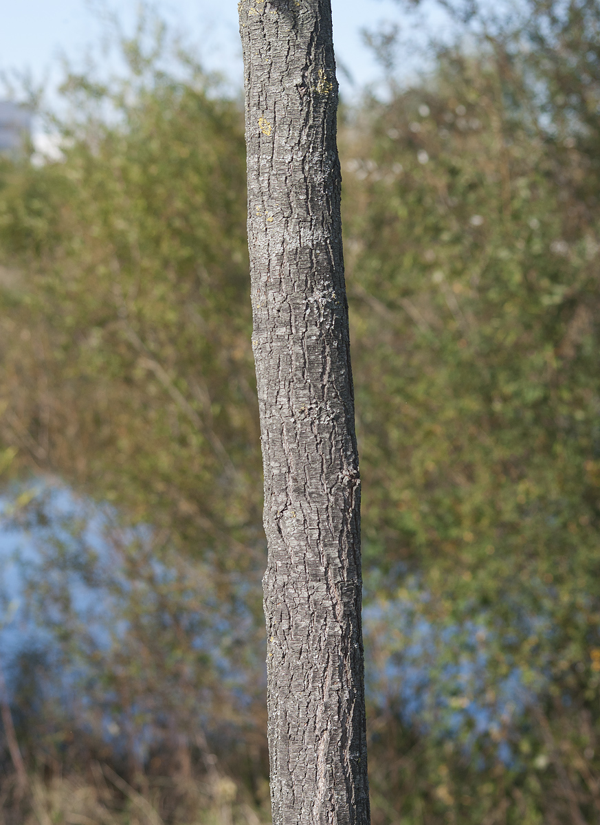 Image of Pyrus caucasica specimen.