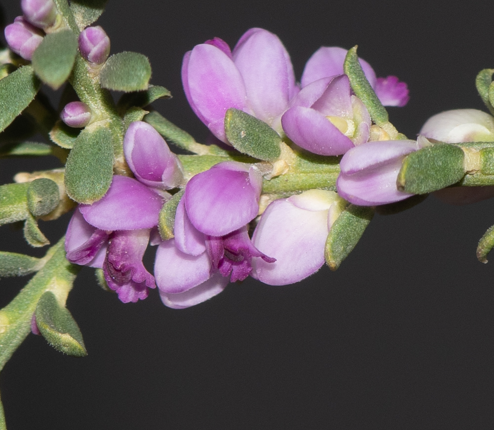 Image of Muraltia spinosa specimen.