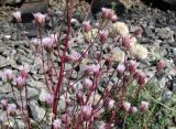 Erigeron uralensis