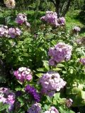 Phlox paniculata