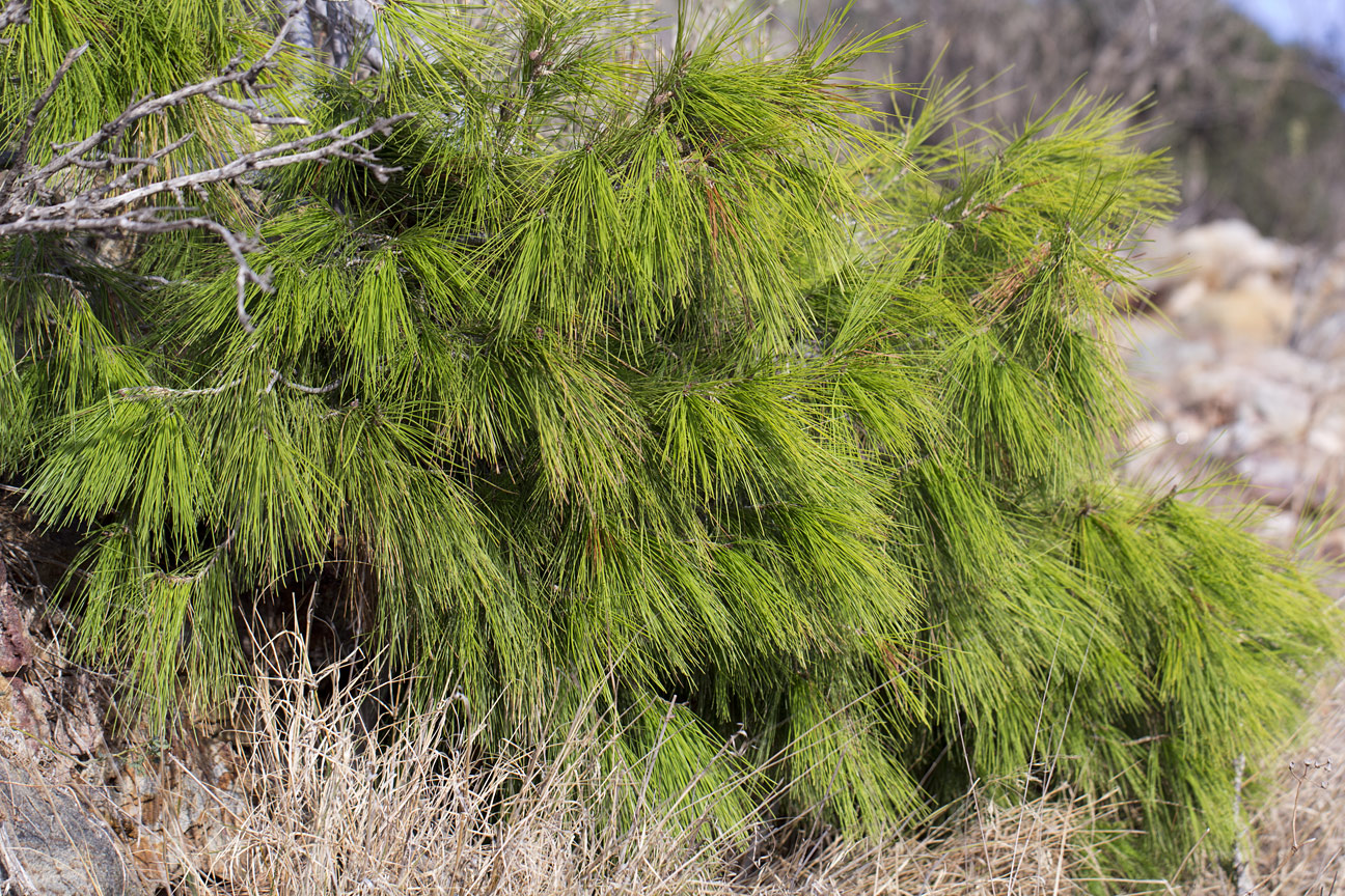 Изображение особи Pinus halepensis.