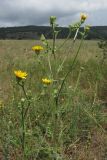 Picris hieracioides