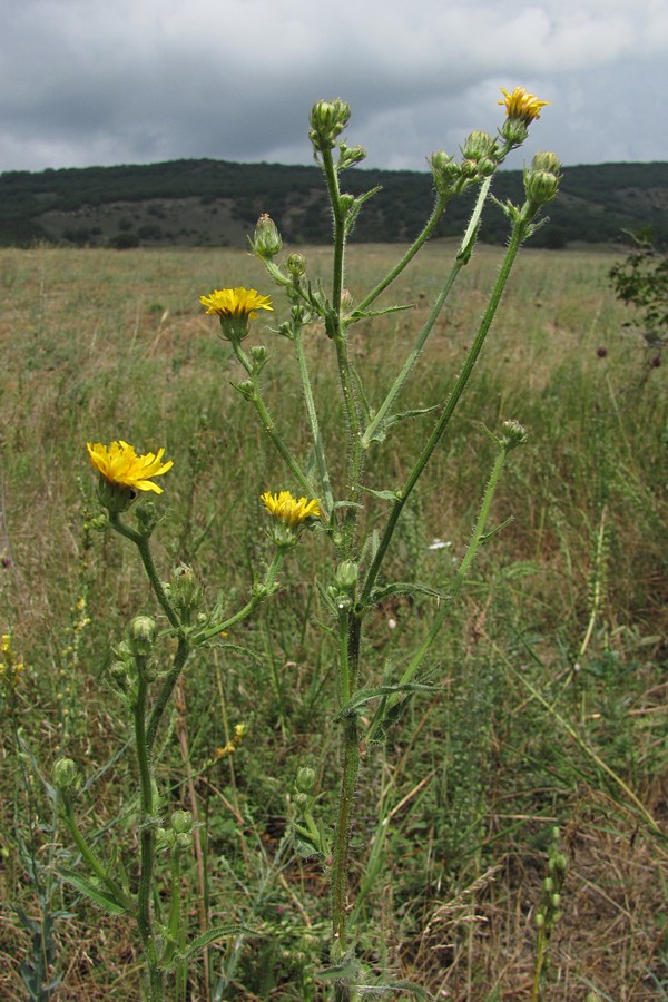 Image of Picris hieracioides specimen.