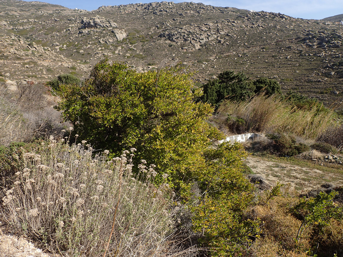 Image of Myrtus communis specimen.