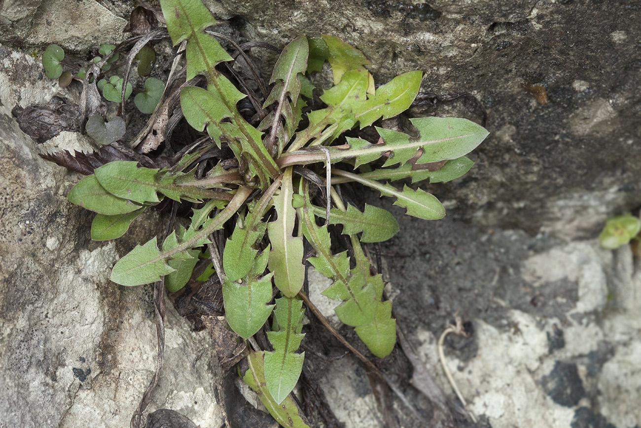 Изображение особи род Taraxacum.