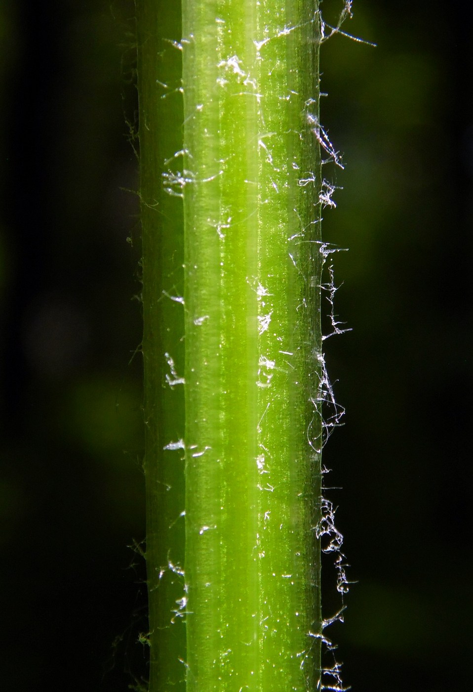 Image of Smyrnium perfoliatum specimen.