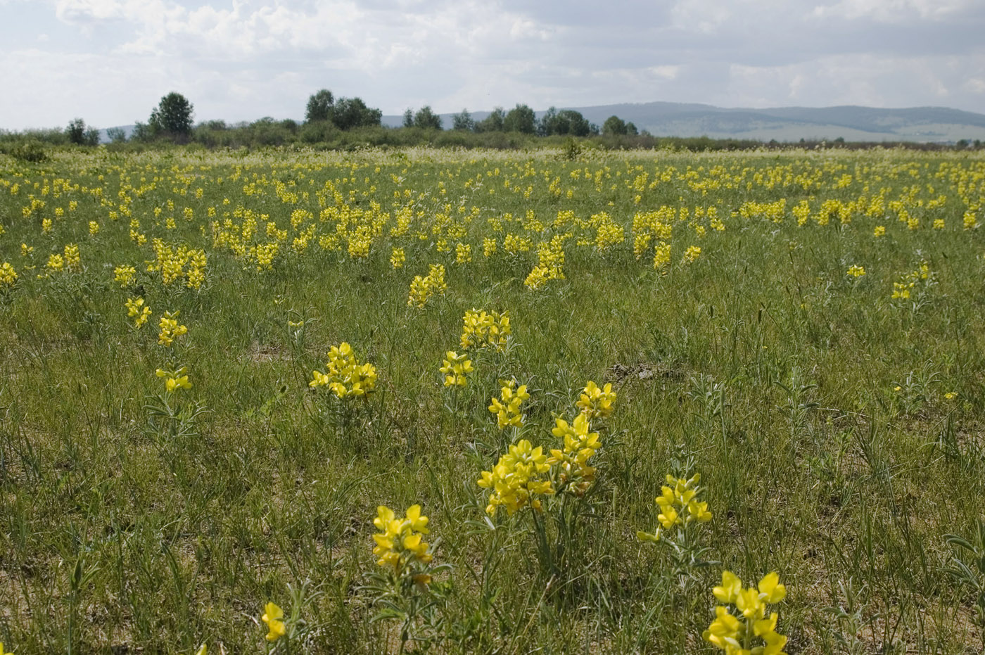 Image of Thermopsis lanceolata specimen.