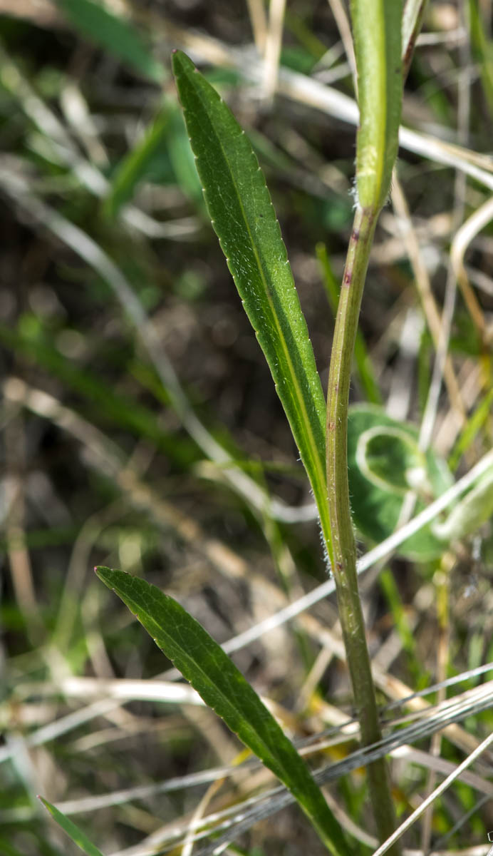 Image of Campanula altaica specimen.