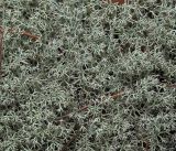 Cladonia uncialis