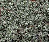 Cladonia uncialis