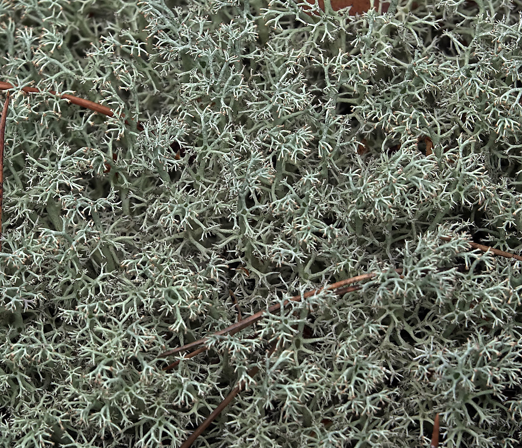 Image of Cladonia uncialis specimen.