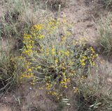 Tanacetum santolina. Цветущее растение в окружении дерновинок Agropyron desertorum. Казахстан, Карагандинская обл., Улытауский р-н, водораздел реки Дуйсембай и сая Жаркудук, постпирогенное сообщество (2 года после пожара). 01.06.2019.