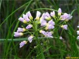 род Cardamine