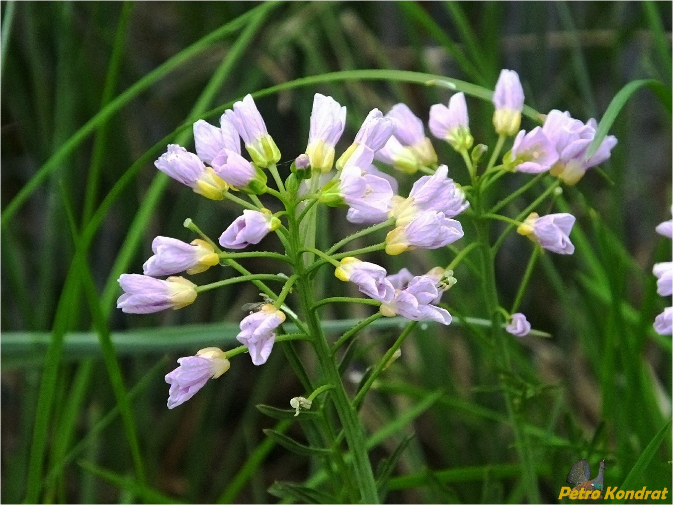 Изображение особи род Cardamine.