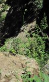 Lactuca chaixii. Верхушка зацветающего растения. Кабардино-Балкария, Эльбрусский р-н, окр. г. Тырныауз, ок. 1400 м н.у.м., близ скалы. 05.07.2019.
