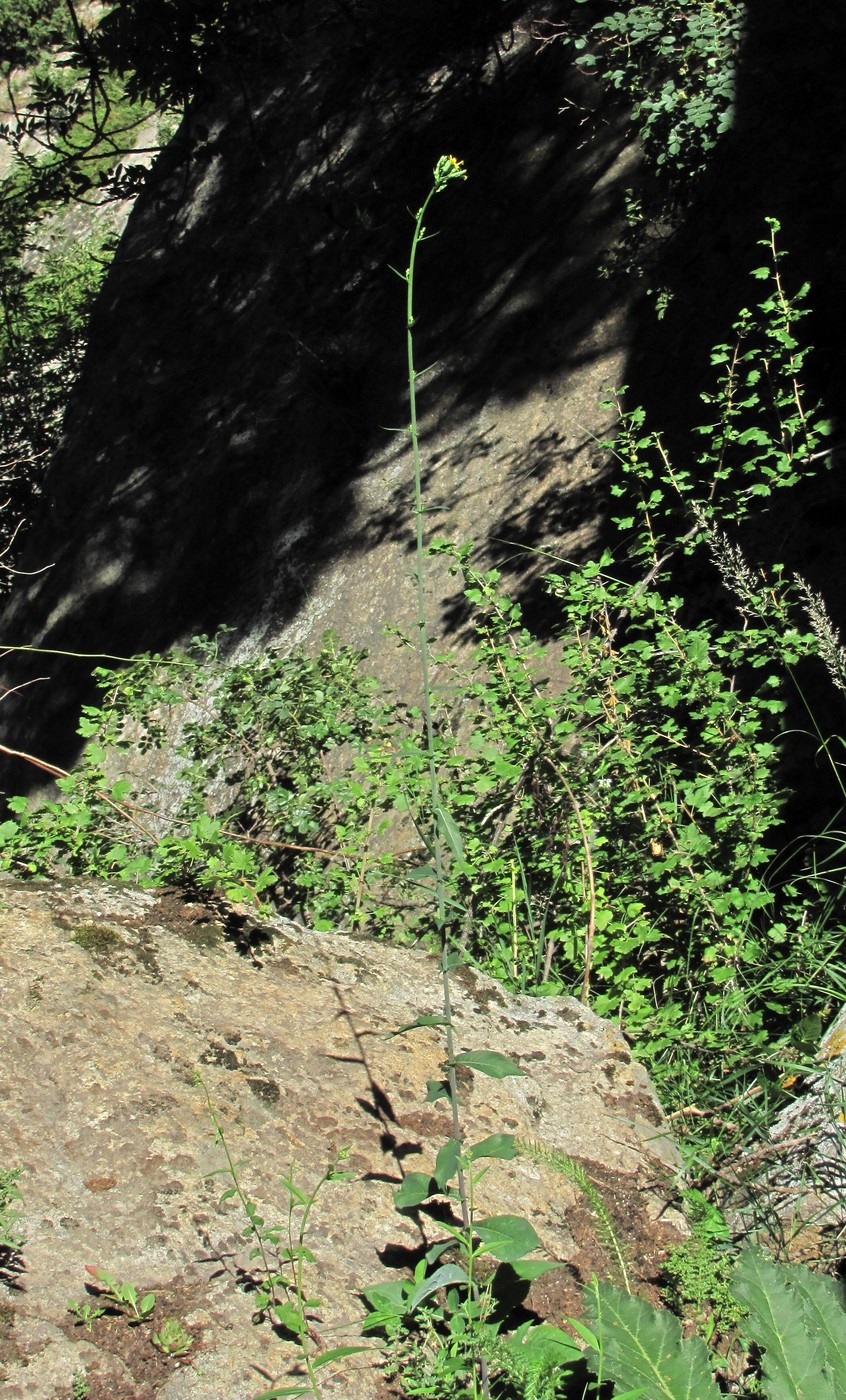 Image of Lactuca chaixii specimen.