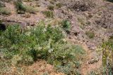 Convolvulus floridus